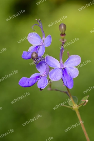 blaue Schmetterlingsblume ( Rotheca myricoides ) , Afrika