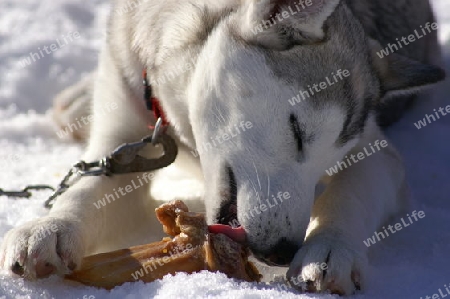 Husky