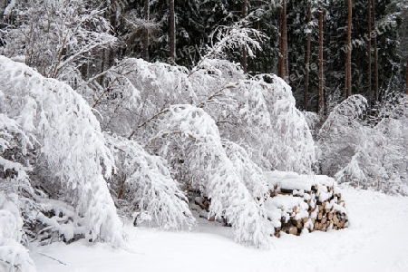 Winterwald