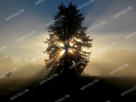 Morgensonne im Baum