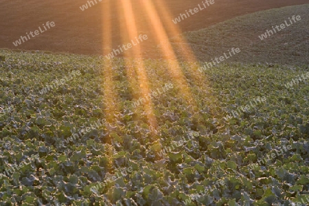 Morgen in der Champagne