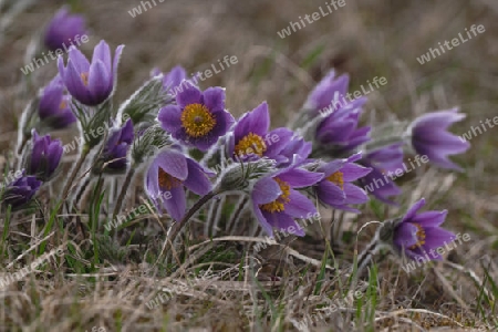 K?chenschelle, Kuhschelle, Pulsatilla vulgaris