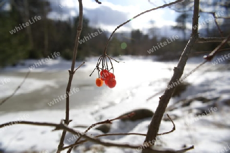 Rote Beere - Winterlandschaft