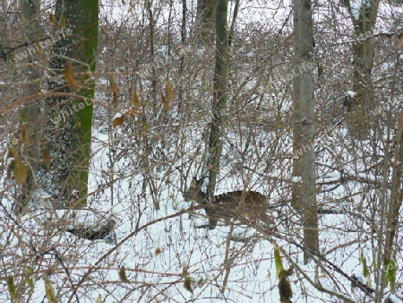 Rehe im Winter