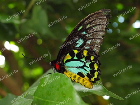 Schmetterling Makroaufnahme