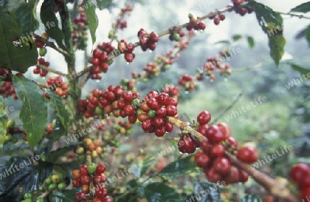 The coffee Plantations in the Hills of Copan in Honduras in Central America,