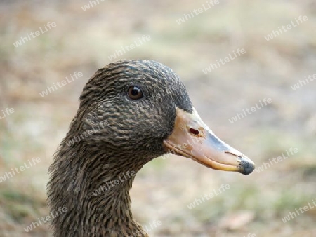 Portrait einer Ente