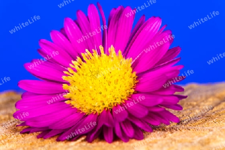 Pink Aster