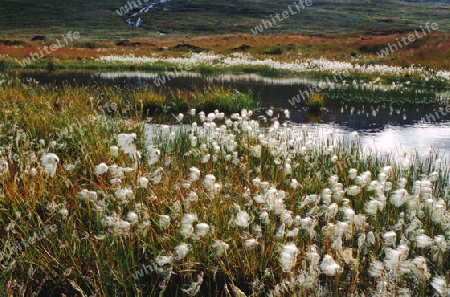 Wollgras am See im Jotunheimen