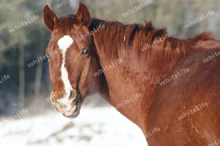 View details of a brown horse  