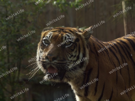 aufmerksamer Tiger
