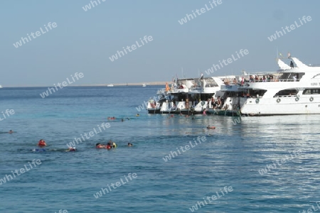 Schnorcheln im Roten Meer