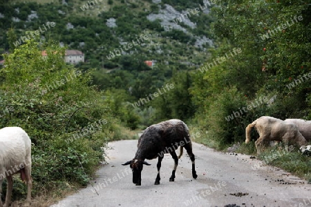 Europa, Osteuropa, Balkan. Montenegro, Skadar, See, Landschaft, Murici, Strasse, Alltag, Landwirtschaft, 