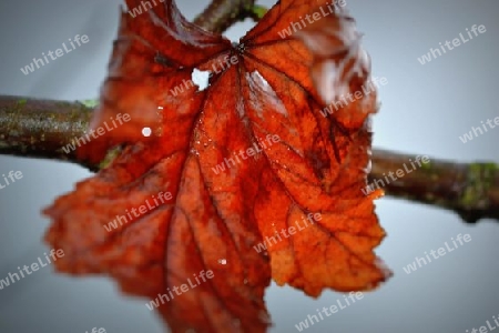 leaf on tree branch