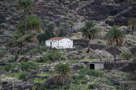 a Landscape of the Mountain Region of  Tamadaba in the centre of the Canary Island of Spain in the Atlantic ocean.