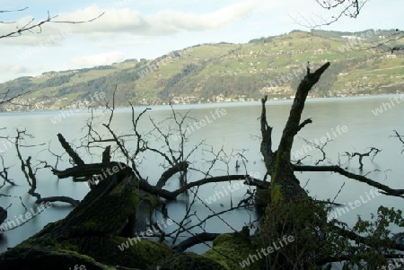 Thunersee im Herbst