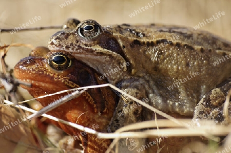 Grasfroesche bei der Paarung