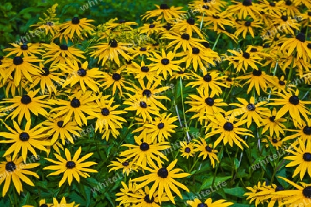 Gelber Sonnenhut Rudbeckien Rudbeckia