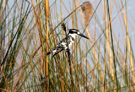 Eisvogel