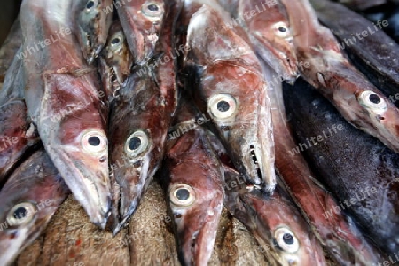 Suedamerika, Karibik, Venezuela, Isla Margarita, Juangriego, Fischmarkt, Fisch, Raubfisch, Speisefisch,