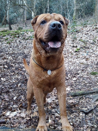 Hund wartet auf Aktion