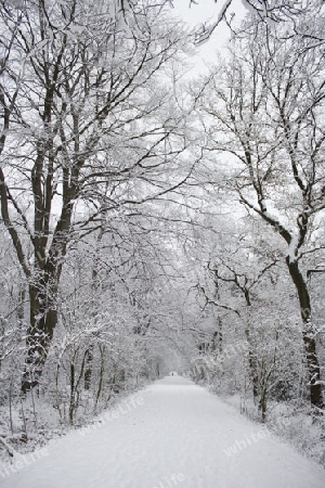 Winterwald