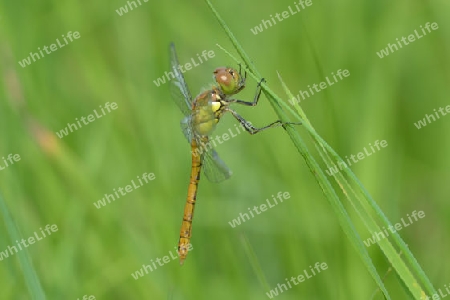 Heidelibelle Jungtier (Sympertrum)