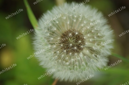 Pusteblume