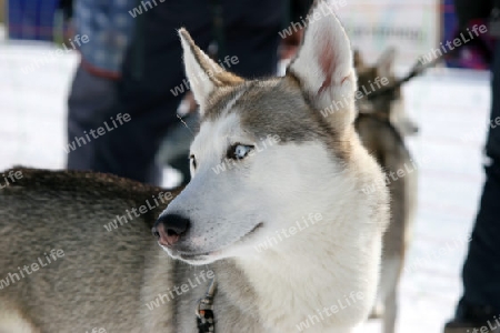 Husky