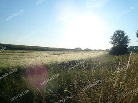 Sommer, Morgen, Gerstefeld