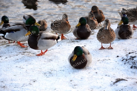 Enten im Park