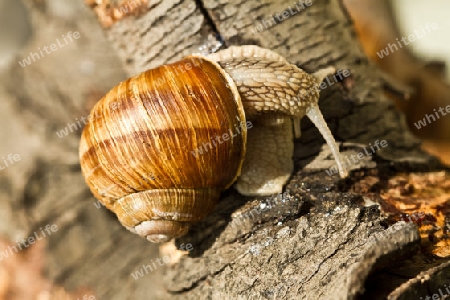 Weinbergschnecke 