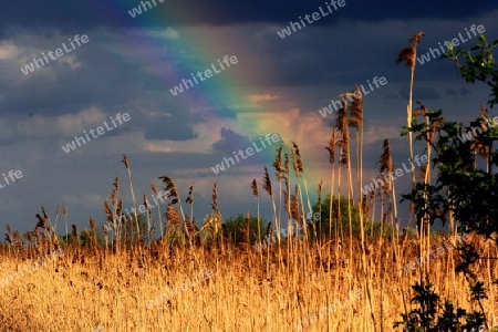 Regenbogen mit Schilfrohr