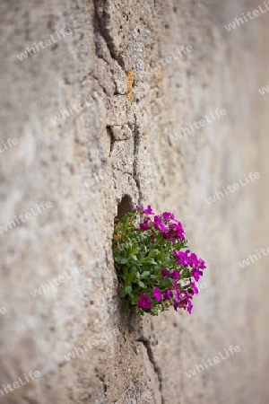 Mauerblumen