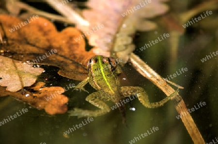 Frosch im Wasser