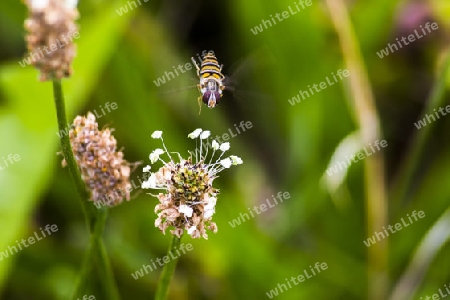 Schwebfliege im Landeanflug