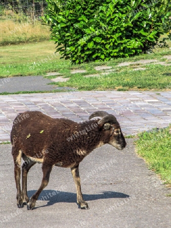 Soay Schaf auf Abwegen