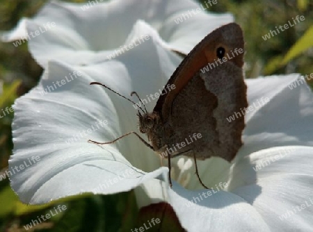 Wiesenvögelchen auf Wiggenblüte IV, Vergr. v. III