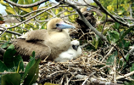 Rotfusst?lpel mit Jungem im Nest