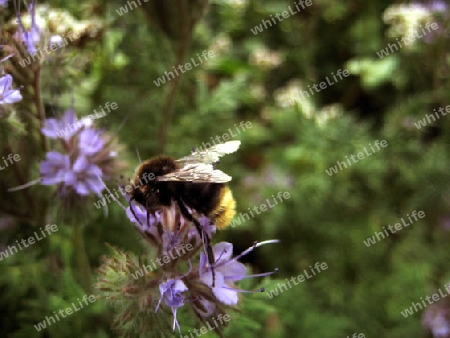 Hummel bei der Arbeit