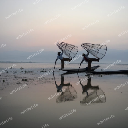 Fishermen at sunrise in the Landscape on the Inle Lake in the Shan State in the east of Myanmar in Southeastasia.