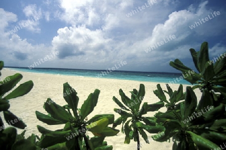 
Der Traumstrand mit Palmen und weissem Sand an der Insel Velavaru im Southmale Atoll auf den Inseln der Malediven im Indischen Ozean.   