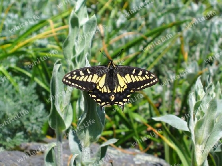 Swallowtail Butterfly on Plant