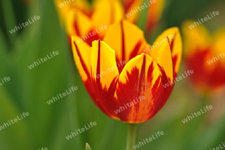 Tulpe