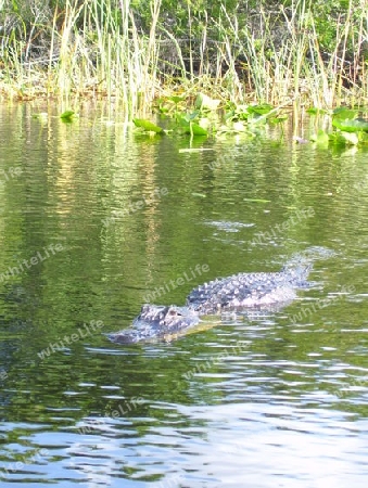 Alligator