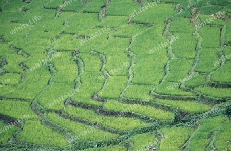 Asien, Indischer Ozean, Sri Lanka,
Eine Reis Feld bei Nuwara Eliya in Zentralen Gebierge von Sri Lanka. (URS FLUEELER)






