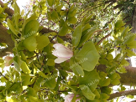 Magnolie