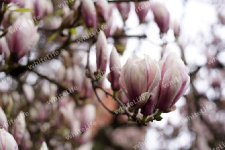 magnolia