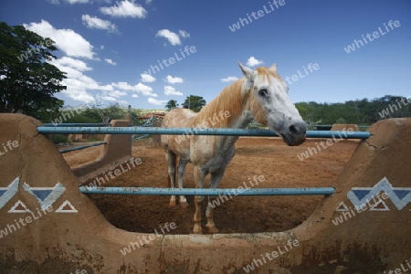 Suedamerika, Karibik, Venezuela, Isla Margarita, Halbinsel, Macanao, Ein Pferd in einer Rancho auf der Halbinsel Macanao auf der Isla Margarita in der Karibik.