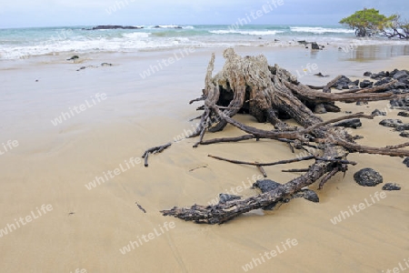 einsamer Strand mit Totholz nahe Puerto Villamil,  Insel Isabela, Galapagos , Unesco Welterbe, Ecuador, Suedamerika